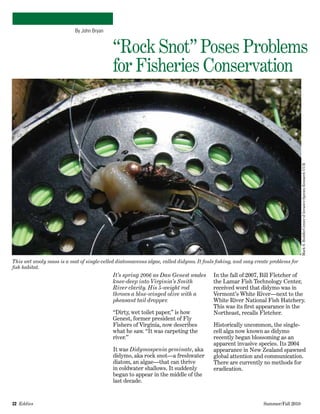 22  Eddies   	 Summer/Fall 2010
By John Bryan
“Rock Snot” Poses Problems
for Fisheries Conservation  
It’s spring 2006 as Dan Genest wades
knee-deep into Virginia’s Smith
River clarity. His 5-weight rod
throws a blue-winged olive with a
pheasant tail dropper.
“Dirty, wet toilet paper,” is how
Genest, former president of Fly
Fishers of Virginia, now describes
what he saw. “It was carpeting the
river.”
It was Didymospenia geminate, aka
didymo, aka rock snot—a freshwater
diatom, an algae—that can thrive
in coldwater shallows. It suddenly
began to appear in the middle of the
last decade.
In the fall of 2007, Bill Fletcher of
the Lamar Fish Technology Center,
received word that didymo was in
Vermont’s White River—next to the
White River National Fish Hatchery.
This was its first appearance in the
Northeast, recalls Fletcher.
Historically uncommon, the single-
cell alga now known as didymo
recently began blossoming as an
apparent invasive species. Its 2004
appearance in New Zealand spawned
global attention and communication.
There are currently no methods for
eradication.
This wet wooly mass is a mat of single-celled diatomaceous algae, called didymo. It fouls fishing, and may create problems for
fish habitat.
MarkS.Hoddle/CenterofInvasiveSpeciesResearchUCR
 