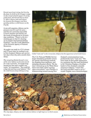 Vol. 3, No. 2	 Reflections on Fisheries Conservation
Genest sees trout rising, but his dry
fly stops its drift as the dropper snags
on the carpet of toilet paper. It easily
pulls loose, but Genest has to clean
it. After a dozen cast-and-cleans
he removes the dropper, and then
quickly catches a wild brown on the
dry fly.
A one-cell organism, didymo can be
present even if it can’t be seen—
and thus it’s currently impossible
to know whether new blooms are
the result of transferral or of newly
ripe conditions. “There’s a bit of a
smoking gun in that it’s showing
up at popular international fishing
locations,” says Dr. Leslie Matthews
of the Vermont Agency of Natural
Resources.
An angler can wade in a U.S. stream
and 17 hours later be wading in one
in New Zealand. Didymo can survive
two days when dry, and a month when
damp.
The carpeting blocks Genest’s view
of the river bottom as his feet search
for rocks and holes. “It would wrap
around my feet and I couldn’t see
rocks,” he remembers. “You could hit
a big rock and lose your balance.” But
the wild browns keep hitting on top.
The U.S. Fish and Wildlife Service
began identifying probable vectors
for spread, determining methods
for stopping those pathways, and
initiating education efforts. “By the
time I showed up on the White River
there were little yellow warning
signs everywhere,” says Fletcher. A
brainstorming session among New
Called “rock snot” in the vernacular, didymo has the appearance of wet toilet tissue.
MarkS.Hoddle/CenterofInvasiveSpeciesResearchUCR
The icky algae, didymo, can cover a stream bottom in light layers or in thick masses.
MarkS.Hoddle/CenterofInvasiveSpeciesResearchUCR
Zealand’s communications team
produced the term “rock snot.” The
term made its first public appearance
in a quotation that the team attributed
to Dr. Christina Vieglais, a frontline
leader in New Zealand’s scientific
response to didymo. “I don’t like
the word and didn’t want to use it,”
recalls Vieglais, now a biotechnologist
 