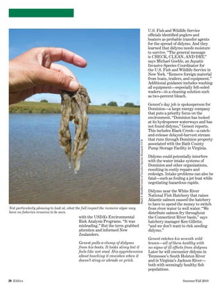 24  Eddies   	 Summer/Fall 2010
U.S. Fish and Wildlife Service
officials identified anglers and
boaters as probable transfer agents
for the spread of didymo. And they
learned that didymo needs moisture
to survive. “The general message
is CHECK, CLEAN, AND DRY,”
says Michael Goehle, an Aquatic
Invasive Species Coordinator for
the U.S. Fish and Wildlife Service in
New York. “Remove foreign material
from boats, trailers, and equipment.”
Additional guidance includes washing
all equipment—especially felt-soled
waders—in a cleaning solution such
as two-percent bleach.
Genest’s day job is spokesperson for
Dominion—a large energy company
that puts a priority focus on the
environment. “Dominion has looked
at its hydropower waterways and has
not found didymo,” Genest reports.
This includes Black Creek—a catch-
and-release delayed-harvest stream
that runs through Dominion property
associated with the Bath County
Pump Storage Facility in Virginia.
Didymo could potentially interfere
with the water intake systems of
Dominion and other organizations,
resulting in costly repairs and
redesign. Intake problems can also be
fatal—such as fouling a jet boat while
negotiating hazardous rapids.
Didymo near the White River
National Fish Hatchery that raises
Atlantic salmon caused the hatchery
to have to spend the money to switch
from river water to well water. “We
distribute salmon fry throughout
the Connecticut River basin,” says
hatchery manager Ken Gillette,
“and we don’t want to risk seeding
didymo.”
Genest catches his seventh wild
brown—all of them healthy with
no signs of ill effects from didymo.
Later he will encounter didymo in
Tennessee’s South Holston River
and in Virginia’s Jackson River—
both with seemingly healthy fish
populations.
MarkS.Hoddle/CenterofInvasiveSpeciesResearchUCR
Not particularly pleasing to look at, what the full impact the invasive algae may
have on fisheries remains to be seen.
with the USDA’s Environmental
Risk Analysis Programs. “It was
misleading.” But the term grabbed
attention and informed New
Zealanders.
Genest pulls a clump of didymo
from his boots. It looks slimy but it
feels like wet wool. His apprehension
about touching it vanishes when it
doesn’t sting or abrade or prick.
 