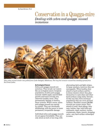 26  Eddies   	 Summer/Fall 2010
By David Britton, Ph.D.
An Ecological Cancer
Zebra and quagga mussels are
notorious. They invade our waters
like an ecological cancer. Incipient
populations of zebra and quagga
mussels exhibit rapid, uncontrolled
growth and tend to invade new,
otherwise healthy areas. They
permanently damage or destroy
these systems. What’s worse, zebra
and quagga mussels are spread
by contact. They are chronically
debilitating, with the power to cause
permanent, irreparable damage.
Individual zebra and quagga mussels
do not appear formidable. They are
only about an inch or less long, with
alternating dark and light stripes.
In large numbers, however, they are
unstoppable. When healthy, they
attach to hard surfaces and live
in dense clusters where they glue
themselves to each other and other
hard surfaces using sticky threads.
In this way they form enormous
populations that can cover all hard
surfaces. Densities exceed 100,000
mussels per square meter. They
attach to rocks, dock pilings, beer
cans, bottles, logs, boat hulls and
outboards, ropes, anchors, turtles,
crustaceans, clams, insects, shopping
carts­—any hard surface submerged
in water.
This zebra mussel cluster was pulled from Lake Oologah, Oklahoma. The tiny but invasive mussel has steadily spread from
the Great Lakes.
DavidBritton/USFWS
Conservation in a Quagga-mire
Dealing with zebra and quagga mussel
invasions
 
