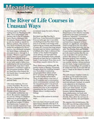 30  Eddies   	 Summer/Fall 2010
no summer camp for such a thing in
those days.
But there was Big Pine Key’s
SeaCamp. I was interested in science
from an early age, but it was while
snorkeling in Looe Key when I was
just 11 or 12 that I saw living coral
reefs as big as a house and thousands
of years old. A seven-foot-long tarpon
hovered near me before vanishing in
a brilliant silver flash. I skimmed the
surface of the shallow Everglades
on an airboat, and marveled that
there were thousands of tiny animals
beneath my bare feet as I walked the
beach. I was hooked. From then on, it
was always aquatic science for me.
Then, there was a birthday gift. My
mother wrote to Marjory Stoneman
Douglas about her budding biologist
son. Soon after, I received an
autographed first edition of her
River of Grass, the lightning rod
for south Florida conservation.
Then, in high school, a bus tour of
the Everglades and a conversation
about environmental outreach with
the nice person next to me proved
serendipitous. Two years later, she
turned out to be on the acceptance
committee for the University of
Miami, where I studied marine
biology.
The river of life courses in unusual
ways.
So it was that I found myself, years
later, back in Florida with the U.S.
Fish and Wildlife Service’s Fisheries
Program, a biologist in the Branch
of Aquatic Invasive Species. The
Department of the Interior recently
proposed to list large constrictor
snakes as “injurious.” Constrictors
threaten the native species in
the Everglades. The importation
and interstate transport of these
animals are significant, and highly
controversial given the way these
snakes have made their way into the
wild. The Florida Fish and Wildlife
Conservation Commission organizes
periodic search parties like the one
I am on to follow the spread of the
snakes. But doing so is not easy.
Burmese pythons have existed in
the Everglades for some time, but it
was unclear whether African pythons
also live here. Large constrictors are
masters of camouflage; it’s possible to
be within four feet of one and still not
see it. I leapt at the chance to search
for them.
The cold January weather works in
our favor, as the snakes are more
sluggish. The area we search isn’t
the typical Everglades, with its deep
mud and airboats. Instead, we search
a site adjacent to development,
much of which has been drained
and is now drier terrain. As part
of the Everglades Cooperative
Invasive Species Management
Area collaboration, we work with
the Miccosukee Tribe of Indians of
Florida. They allow the surveys on
their land, and they also participate.
We organize into several teams. My
first shift was driving a labyrinthine
route very slowly to search for snakes
along the roads and houses. South
Meanders
The River of Life Courses in
Unusual Ways
By Jason Goldberg
I’m home again in Florida,
visiting from my Washington DC
office. It’s a surprisingly cold
January day in the Everglades.
Larry Perez, a biologist with
Everglades National Park, leads
us into the woods to search for
African pythons. The terrain is
very dense woodland, not really
meant for navigation by Homo
sapiens. As a wetlands ecologist,
the thick foliage confounds my
attempts to move through it. I
wonder, “Where’s a good muddy
marsh when you need one?”
Still, Perez skillfully finds even
the narrowest of paths. I crawl
on my belly under a fallen tree,
wallowing in cold mud and leaves,
and fervently hope that I don’t
encounter a constrictor snake in
this precarious position. When
my head hits a tree branch for
the fourth time, I wonder how I
came to be here.
Oh yes, I remember. It’s all my
parents’ fault.
Like most residents, I’m not
a native Floridian. We moved
from New York when I was six,
but with all of its eccentricities,
Florida is home. The heat
and humidity melded into my
blood. My parents supported
me and my siblings in whatever
endeavors we pursued as we
grew up: horseback riding, piano.
My girlfriend wishes I’d taken
dancing lessons. I suspect my
parents secretly wanted me to go
into the tech world, but there was
 