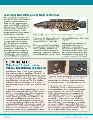 Vol. 3, No. 2	 Reflections on Fisheries Conservation
Running Head Text
FROM THE ATTIC
Notes from D.C. Booth Historic
National Fish Hatchery and Archives
You had to be “picky” to work in the National Fish
Hatchery System back in the old days. The pickier the
better, or perhaps better stated, the greater the success
at culturing fish. Hatchery workers learned that dead
fish eggs, if left among the live eggs, spread fungus and
killed more eggs. The dead eggs had to be removed,
and without harming the live eggs. The technology of
mechanical egg sorters, which are used today, was years
away.
A reliable but slow method of egg removal was hand
picking. Need spawned special tongs. These tweezers-
like devices had small loop rings at the working ends
to pick up an individual egg. With great tedium, one
by one, the bad eggs could be removed from the good
eggs. Some of the egg tongs were finely crafted,
carved of flexible wood with brass loops fastened to
the ends, smoothed and finished. At the other end of
craftsmanship, but high on the ingenuity scale, are the
pair made from a hacksaw blade.  Bent in half, rough
metal loops are soldered on the ends of the blade.
Eggs being delicate, the saw teeth were smoothed off.
Picking dead eggs was a tedious task, often done by wives of
hatchery employees, with tools both crude and creative.
RandiSueSmith/USFWS
Another pair is cut from sheet brass, neatly shaped
and bent to form tongs with dished rings at the ends.
At egg-picking time, extra staff hired on, and could
be found nearby among the wives and children of
the hatchery workers. Many lived on the hatcheries,
conveniently close. One photograph housed in the
Archives shows young women picking eggs in the
better light at the hatchery windows. One suspects
that these young ladies knew the photographer
was coming, as they wear white lacey collars that
seem more suited to afternoon calls than handling
trays of fish eggs. Photographers were rare, and the
egg pickers would have wanted to look their best.
Eventually, automation antiquated hand-picking, but at
least seven pairs of egg tongs have survived the years,
and live in our collection.  F Randi Sue Smith
Program and the Arkansas Game and
Fish Commission in the 4,000-acre
Piney Creek basin, in March 2009.
After removing fish with a piscicide,
no snakehead were found in the first
follow-up. But that didn’t last. By
October, snakehead had once again
appeared in Piney Creek. Snakehead
are fruitful, spawning up to five times
a year, and adults guard their young a
long time.
Biologists continue to monitor the
snakehead population to better
target their eradication in the
Arkansas creek. The snakehead has
also invaded waters in Florida, New
York, California, Pennsylvania, and
Massachusetts, proving the worth of
prevention over cure. F Ricky Campbell
Snakehead eradication proving tough in Arkansas
Aptly named, the invasive northern snakehead has been found in six states.
SusanTrammel/Bugwood.org
“One man’s trash is another man’s
treasure” holds true for the northern
snakehead. In its native range in
Korea, the fish with a snake-like
appearance is a highly sought food-
fish, viewed as a delicacy. Not so, in
Arkansas. Here it’s an unwanted
predator with potential to out-
compete and replace native species. It
eats fish, almost exclusively.
The snakehead made national news
in 2002, when a specimen was caught
in a Maryland pond, and then in
2008, the fish caused a shudder in
Arkansas. Like a scene from a bad
B-movie, another specimen was found
squirming on a country road, left
behind with receding flood waters.
That led to an intense eradication
effort by employees from the U.S.
Fish and Wildlife Service’s Fisheries
-
 