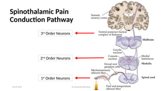 9
20-09-2025 Dr Kaustubh Bhardwaj
1st
Order Neurons
2nd
Order Neurons
3rd
Order Neurons
Spinothalamic Pain
Conduction Pathway
 