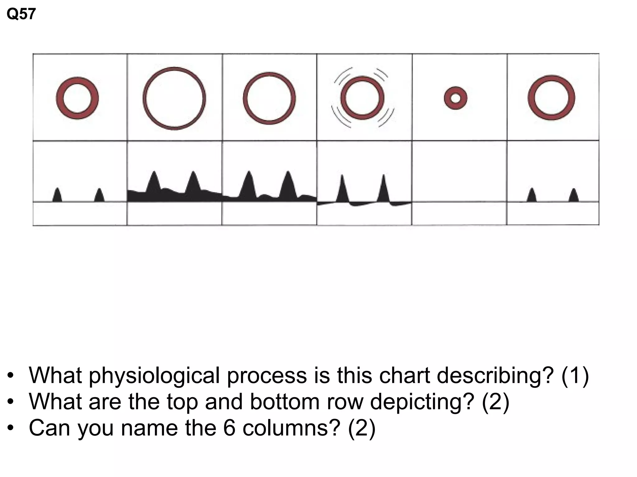 • What physiological process is this chart describing? (1)
• What are the top and bottom row depicting? (2)
• Can you name the 6 columns? (2)
Q57
 