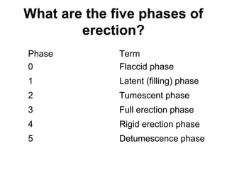 What are the five phases of
erection?
Phase Term
0 Flaccid phase
1 Latent (filling) phase
2 Tumescent phase
3 Full erection phase
4 Rigid erection phase
5 Detumescence phase
 