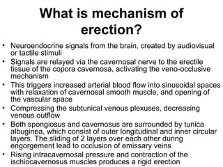 What is mechanism of
erection?
• Neuroendocrine signals from the brain, created by audiovisual
or tactile stimuli
• Signals are relayed via the cavernosal nerve to the erectile
tissue of the copora cavernosa, activating the veno-occlusive
mechanism
• This triggers increased arterial blood flow into sinusoidal spaces
with relaxation of cavernosal smooth muscle, and opening of
the vascular space
• Compressing the subtunical venous plexuses, decreasing
venous outflow
• Both spongiosus and cavernosus are surrounded by tunica
albuginea, which consist of outer longitudinal and inner circular
layers. The sliding of 2 layers over each other during
engorgement lead to occlusion of emissary veins
• Rising intracavernosal pressure and contraction of the
ischiocavernosus muscles produces a rigid erection
 