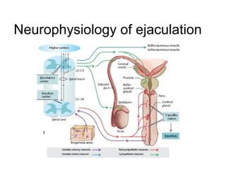 Neurophysiology of ejaculation
 