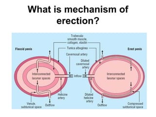 What is mechanism of
erection?
 
