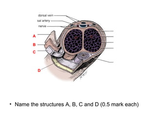 A
B
C
• Name the structures A, B, C and D (0.5 mark each)
D
 