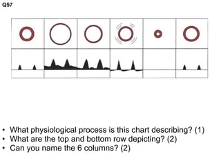 • What physiological process is this chart describing? (1)
• What are the top and bottom row depicting? (2)
• Can you name the 6 columns? (2)
Q57
 
