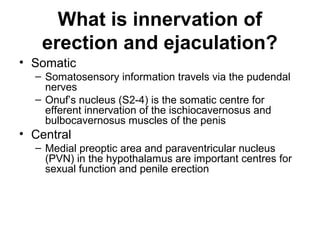 What is innervation of
erection and ejaculation?
• Somatic
– Somatosensory information travels via the pudendal
nerves
– Onuf’s nucleus (S2-4) is the somatic centre for
efferent innervation of the ischiocavernosus and
bulbocavernosus muscles of the penis
• Central
– Medial preoptic area and paraventricular nucleus
(PVN) in the hypothalamus are important centres for
sexual function and penile erection
 
