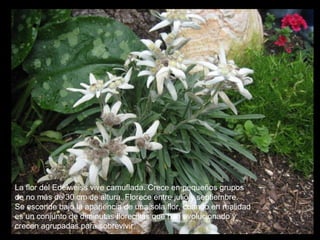 La flor del Edelweiss vive camuflada. Crece en pequeños grupos
de no más de 30 cm de altura. Florece entre julio y septiembre.
Se esconde bajo la apariencia de una sola flor, cuando en realidad
es un conjunto de diminutas florecillas que han evolucionado y
crecen agrupadas para sobrevivir.

 