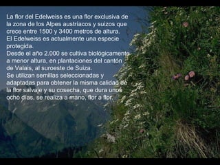 La flor del Edelweiss es una flor exclusiva de
la zona de los Alpes austríacos y suizos que
crece entre 1500 y 3400 metros de altura.
El Edelweiss es actualmente una especie
protegida.
Desde el año 2.000 se cultiva biológicamente
a menor altura, en plantaciones del cantón
de Valais, al suroeste de Suiza.
Se utilizan semillas seleccionadas y
adaptadas para obtener la misma calidad de
la flor salvaje y su cosecha, que dura unos
ocho días, se realiza a mano, flor a flor.

 