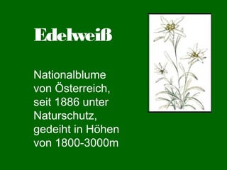 Edelweiß
Nationalblume
von Österreich,
seit 1886 unter
Naturschutz,
gedeiht in Höhen
von 1800-3000m