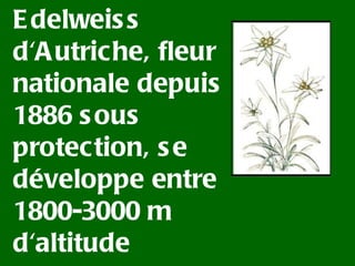 Edelweiss d'Autriche, fleur nationale depuis 1886 sous protection, se développe entre 1800-3000 m d'altitude 
