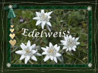 Edelweiss 