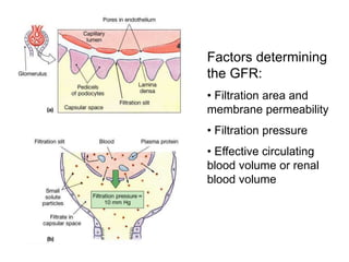 Factors determining
the GFR:
• Filtration area and
membrane permeability
• Filtration pressure
• Effective circulating
blood volume or renal
blood volume
 