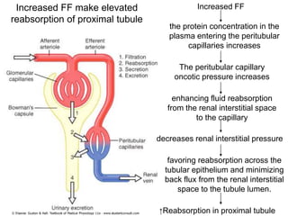 the protein concentration in the
plasma entering the peritubular
capillaries increases
The peritubular capillary
oncotic pressure increases
enhancing fluid reabsorption
from the renal interstitial space
to the capillary
decreases renal interstitial pressure
favoring reabsorption across the
tubular epithelium and minimizing
back flux from the renal interstitial
space to the tubule lumen.
↑Reabsorption in proximal tubule
Increased FFIncreased FF make elevated
reabsorption of proximal tubule
 