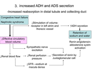 -Increased reabsorption in distal tubule and collecting duct
increased ADH and ADS secretion3.
Congestive heart failure
Nephrotic syndrome
↓Effective circulatory
blood volume
↑ADH secretion
↓Renal blood flow ↓Renal perfusion
pressure
↓GFR→sodium at
macula densa
↑Secretion of renin by
Juxtaglomerular cell
Sympathetic nerve
excitation
Renin-angiotensin-
aldosterone systm
activation
Retention of
sodium and water
↓Stimulation of volume-
receptor in left atrim and
thoracic vessel
 