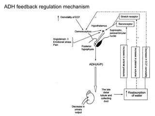 ADH feedback regulation mechanism
 