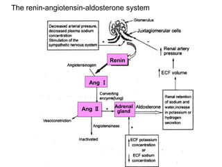 Renin
Ang Ⅰ
Ang Ⅱ Adrenal
gland
The renin-angiotensin-aldosterone system
 