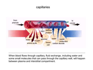 capillaries
When blood flows through capillary, fluid exchange, including water and
some small molecules that can pass through the capillary wall, will happen
between plasma and interstitial compartment.
 