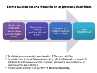Edema causado por una reducción de las proteínas plasmáticas.
*Producción
insuficiente
*Pérdida de las
proteínas desde el
plasma
Reducción de la
presión
coloidosmótica del
plasma
Aumento de la
filtración capilar en
todo el cuerpo
EDEMA
EXTRACELULAR
 Pérdida de proteínas en ciertas nefropatías  Síndrome nefrótico.
 Se produce una lesión de las membranas de los glomérulos renales  permite la
filtración de proteínas plasmáticas en grandes cantidades, pasan a la orina 
reducción de su concentración
 Concentración proteica < 2,5 g/100ml  Edema generalizado.
 