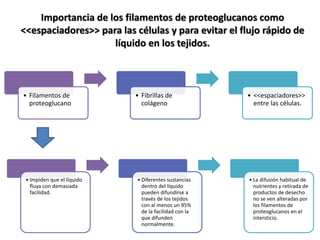 Importancia de los filamentos de proteoglucanos como
<<espaciadores>> para las células y para evitar el flujo rápido de
líquido en los tejidos.
• Filamentos de
proteoglucano
• Fibrillas de
colágeno
• <<espaciadores>>
entre las células.
• Impiden que el líquido
fluya con demasiada
facilidad.
• Diferentes sustancias
dentro del líquido
pueden difundirse a
través de los tejidos
con al menos un 95%
de la facilidad con la
que difunden
normalmente.
• La difusión habitual de
nutrientes y retirada de
productos de desecho
no se ven alteradas por
los filamentos de
proteoglucanos en el
intersticio.
 