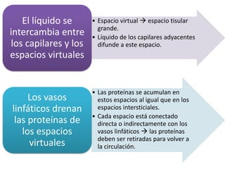 • Espacio virtual  espacio tisular
grande.
• Líquido de los capilares adyacentes
difunde a este espacio.
El líquido se
intercambia entre
los capilares y los
espacios virtuales
• Las proteínas se acumulan en
estos espacios al igual que en los
espacios intersticiales.
• Cada espacio está conectado
directa o indirectamente con los
vasos linfáticos  las proteínas
deben ser retiradas para volver a
la circulación.
Los vasos
linfáticos drenan
las proteínas de
los espacios
virtuales
 