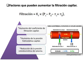 Factores que pueden aumentar la filtración capilar.
*Aumento del coeficiente de
filtración capilar.
*Aumento de la presión
hidrostática capilar.
*Reducción de la presión
coloidosmótica del plasma.
www.genomasur.com
 