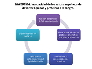 LINFEDEMA: Incapacidad de los vasos sanguíneos de
devolver líquidos y proteínas a la sangre.
Función de los vasos
linfáticos deteriorada
No se puede extraer las
proteínas plasmáticas
que salen al intersticio
Aumento de la
concentración de
proteínas
Eleva presión
coloidosmótica del
líquido intersticial
Líquido fuera de los
capilares
 