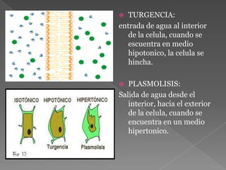  TURGENCIA:entrada de agua al interior de la celula, cuando se escuentraen medio hipotonico, la celula se hincha.PLASMOLISIS:Salida de agua desde el interior, hacia el exterior de la celula, cuando se encuentra en un medio hipertonico.