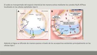 El sodio es transportado del espacio intersticial de manera activa mediante los canales Na/K-ATPasa
localizado en las células epiteliales tipo II.
Además el Agua se difunde de manera pasiva a través de las acuoporinas existentes principalmente en las
células tipo I.
 
