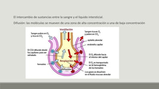 El intercambio de sustancias entre la sangre y el liquido intersticial.
Difusión: las moléculas se mueven de una zona de alta concentración a una de baja concentración
 