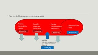 Fuerzas de filtración en el extremo arterial
Presión
hidrostática
capilar
30mm/Hg
Presión
negativa
intersticial
3mm/Hg
28mm/Hg
41mm/Hg
Presión
coloidosmotica del
plasma
8mm/Hg
Presión
coloidosmotica
intersticial
Fuerza total de
salida
 