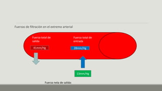 Fuerzas de filtración en el extremo arterial
Fuerza total de
salida
41mm/Hg
Fuerza total de
entrada
28mm/Hg
Fuerza neta de salida:
13mm/Hg
 