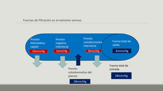 Fuerzas de filtración en el extremo venoso
Presión
hidrostática
capilar
10mm/Hg
Presión
negativa
intersticial
3mm/Hg
28mm/Hg
41mm/Hg
Presión
coloidosmotica del
plasma
8mm/Hg
Presión
coloidosmotica
intersticial
Fuerza total de
salida
Fuerza total de
entrada
28mm/Hg
 