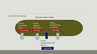 Equilibrio de Starling
Presión
hidrostática
capilar
17,3mm/Hg
Presión
negativa
intersticial
3mm/Hg
28mm/Hg
Presión
coloidosmotica del
plasma
8mm/Hg
Presión
coloidosmotica
intersticial
(Filtración capilar media)
 
