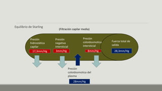Equilibrio de Starling
Presión
hidrostática
capilar
17,3mm/Hg
Presión
negativa
intersticial
3mm/Hg
28mm/Hg
28,3mm/Hg
Presión
coloidosmotica del
plasma
8mm/Hg
Presión
coloidosmotica
intersticial
Fuerza total de
salida
(Filtración capilar media)
 