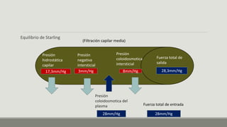 Equilibrio de Starling
Presión
hidrostática
capilar
17,3mm/Hg
Presión
negativa
intersticial
3mm/Hg
28mm/Hg
28,3mm/Hg
Presión
coloidosmotica del
plasma
8mm/Hg
Presión
coloidosmotica
intersticial
Fuerza total de
salida
(Filtración capilar media)
Fuerza total de entrada
28mm/Hg
 