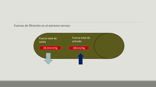 Fuerzas de filtración en el extremo venoso
Fuerza total de
salida
28,3mm/Hg
Fuerza total de
entrada
28mm/Hg
 