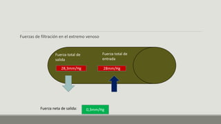 Fuerzas de filtración en el extremo venoso
Fuerza total de
salida
28,3mm/Hg
Fuerza total de
entrada
28mm/Hg
Fuerza neta de salida: 0,3mm/Hg
 