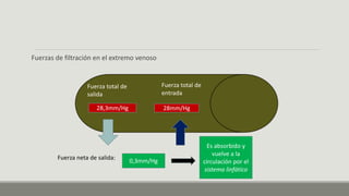 Fuerzas de filtración en el extremo venoso
Fuerza total de
salida
28,3mm/Hg
Fuerza total de
entrada
28mm/Hg
Fuerza neta de salida:
0,3mm/Hg
Es absorbido y
vuelve a la
circulación por el
sistema linfático
 