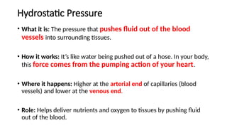 Hydrostatic Pressure
• What it is: The pressure that pushes fluid out of the blood
vessels into surrounding tissues.
• How it works: It’s like water being pushed out of a hose. In your body,
this force comes from the pumping action of your heart.
• Where it happens: Higher at the arterial end of capillaries (blood
vessels) and lower at the venous end.
• Role: Helps deliver nutrients and oxygen to tissues by pushing fluid
out of the blood.
 