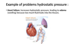 Example of problems hydrostatic pressure :
• Heart failure: Increases hydrostatic pressure, leading to edema
(swelling) because too much fluid leaks into the tissues.
 