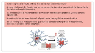 • Calcio ingresa a la célula, y libera mas calcio mas calcio intracelular
• A través del inositol-3 fosfato y de los receptores de rianodina, permitiendo la liberación de
Ca del retículo endoplasmático
• Ca intracelular es el responsable de a inhibición de síntesis de proteínas y de las señales
apoptosica.
• Atraviesa la membrana mitocondrial para causar desregularización enzimática
• En las fosfolipasas mitocondriales que lisan las paredes fosfolipidicas mitocondriales,
generan + radicales libre y apoptosis
 