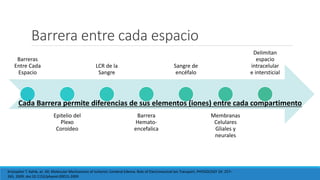 Barrera entre cada espacio
Barreras
Entre Cada
Espacio
Epitelio del
Plexo
Coroideo
LCR de la
Sangre
Barrera
Hemato-
encefalica
Sangre de
encéfalo
Membranas
Celulares
Gliales y
neurales
Delimitan
espacio
intracelular
e intersticial
Kristopher T. Kahle, et. All; Molecular Mechanisms of Ischemic Cerebral Edema: Role of Electroneutral Ion Transport, PHYSIOLOGY 24: 257–
265, 2009; doi:10.1152/physiol.00015.2009
Cada Barrera permite diferencias de sus elementos (iones) entre cada compartimento
 