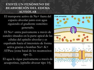 EXISTE UN FENÓMENO DE
REABSORCIÓN DEL EDEMA
ALVEOLAR
El transporte activo de Na+ fuera del
espacio alveolar junto con agua
siguiendo el gradiente osmótico
generado.
El Na+ entra pasivamente a través de
canales situados en la parte apical de las
células del epitelio alveolar y es
expulsado hacia el intersticio de forma
activa gracias a bombas Na+-K+
ATPasa (zona basal de los neumocitos
tipo 2).
El agua lo sigue pasivamente a través de
acuaporinas, (epitelio alveoar tipo 14).
 