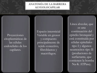 ANATOMÍA DE LA BARRERA
ALVEOLOCAPILAR
Proyecciones
citoplasmáticas de
las células
endoteliales de los
capilares.
Espacio intersticial
Variable en grosor
y compuesto
principalmente de
tejido conectivo,
fibroblastos y
macrófagos.
Línea alveolar, que
es una
continuación del
epitelio bronquial y
está constituida por
células epiteliales
tipo I y algunos
neumocitos tipo II
(productores de
surfactante, que
contienen la bomba
Na-K ATPasa).
 