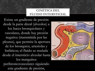 Existe un gradiente de presión
desde la parte distal (alveolos) a
los haces bronquiolares y
vasculares, donde hay presión
negativa (transmitida por las
pleuras), que permite la apertura
de los bronquios, arteriolas y
linfáticos; el fluido se traslada
desde el intersticio alveolar hasta
los manguitos
peribroncovasculares siguiendo
este gradiente de presión,
CINÉTICA DEL
FLUIDO INTERSTICIAL
 